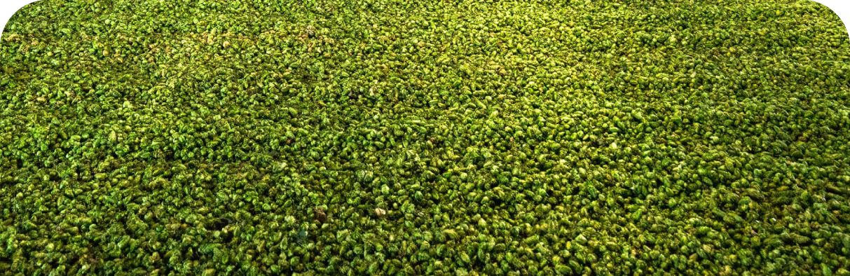 Politica green New Food